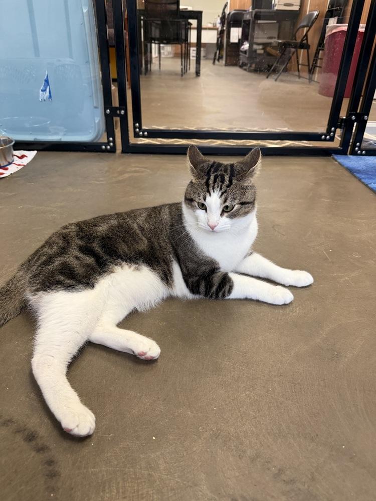 Peanut, a Adopted Domestic Short Hair in Cary, NC image 2/4