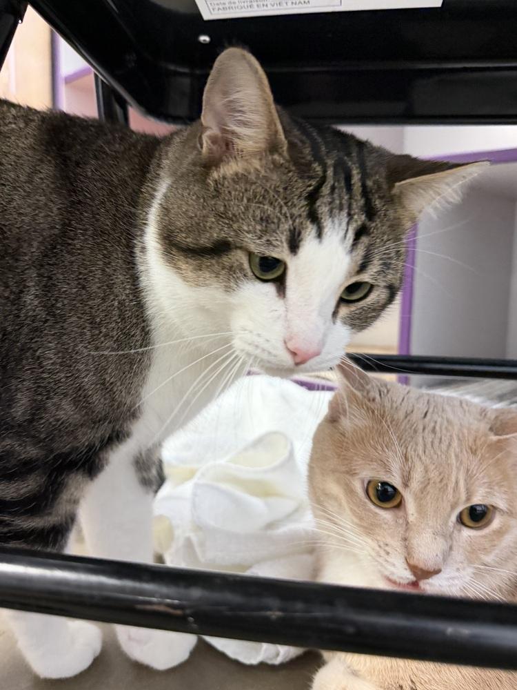 Peanut, a Adopted Domestic Short Hair in Cary, NC image 3/4