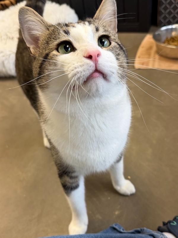 Peanut, a Adopted Domestic Short Hair in Cary, NC image 4/4