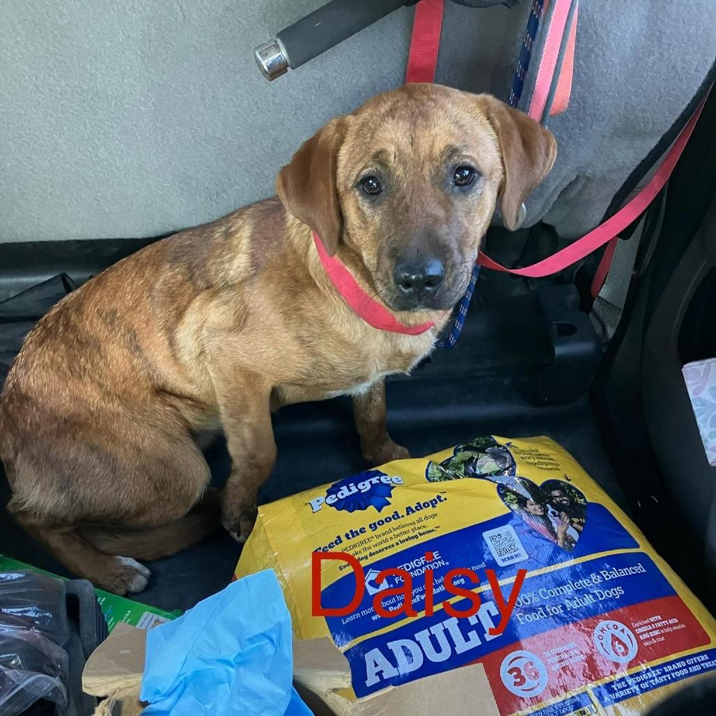 Enlarge Daisy, a Adoptable mixed breed in Madill, OK image 1/1