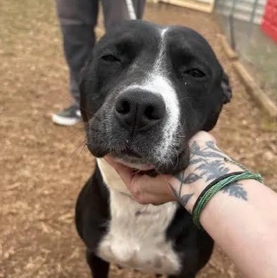 Enlarge Melody, a Adoptable mixed breed in Travelers Rest, SC image 1/4