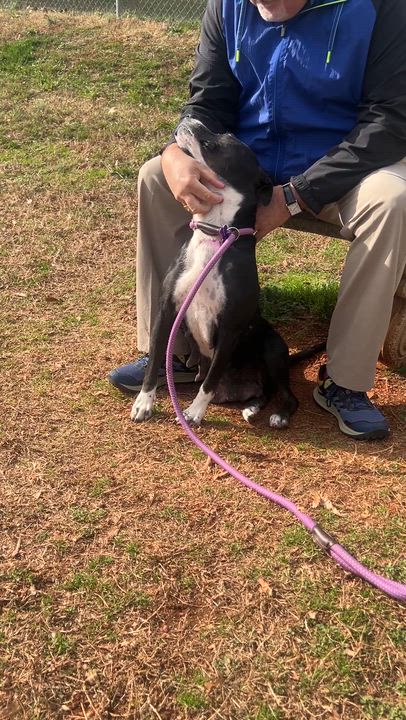 Enlarge Melody, a Adoptable mixed breed in Travelers Rest, SC video 4/4