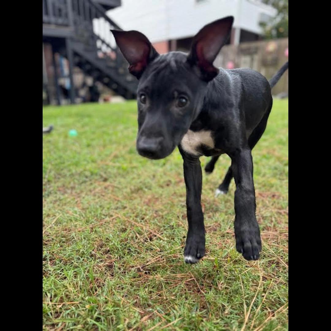 Cubby Cadet, a Adoptable mixed breed in Midlothian, VA image 4/6