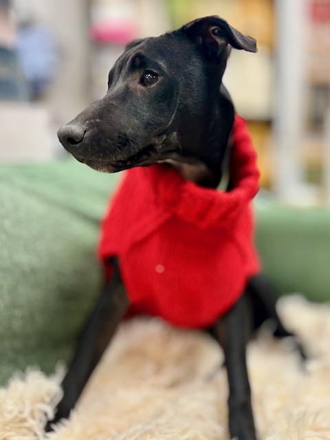 Cubby Cadet, Adoptable, Young Male Labrador Retriever & Pit Bull Terrier.