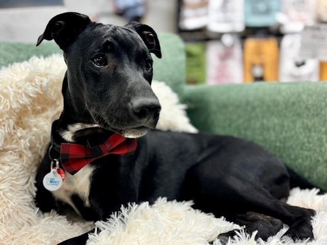 Cubby Cadet, a Adoptable mixed breed in Midlothian, VA image 5/6