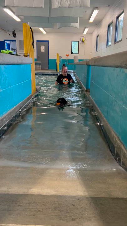 Enlarge Poseidon , a Adoptable mixed breed in Midlothian, VA video 2/6