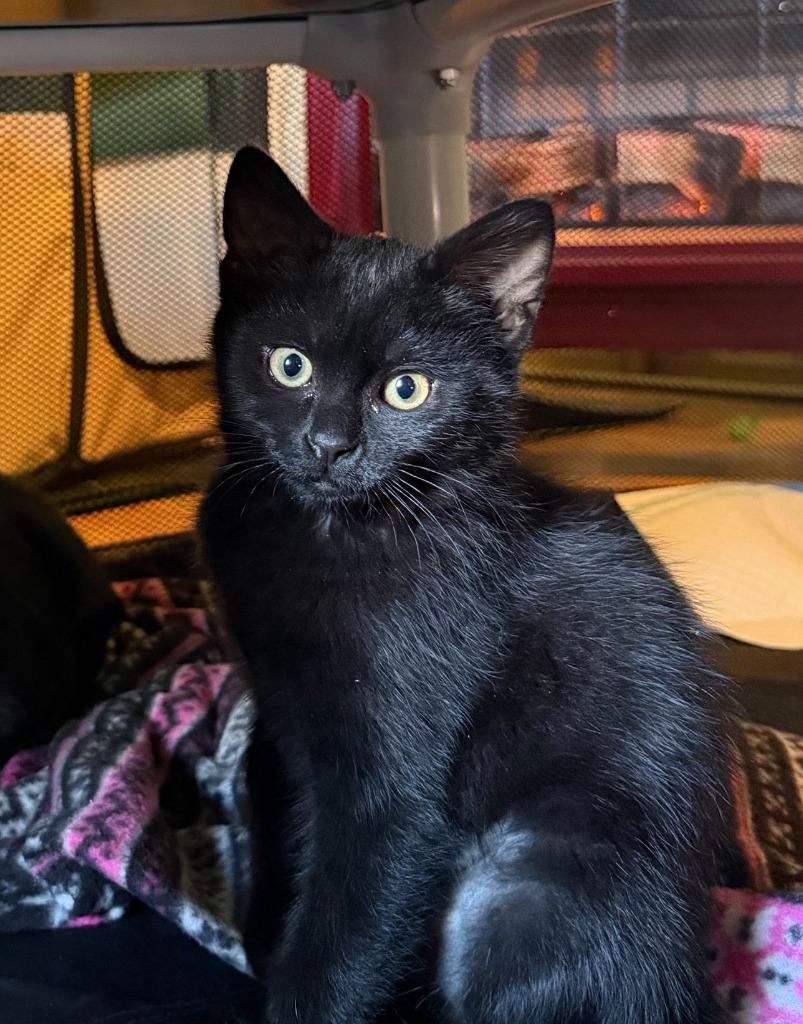 Ouija, Adoptable, Kitten Female Domestic Short Hair.