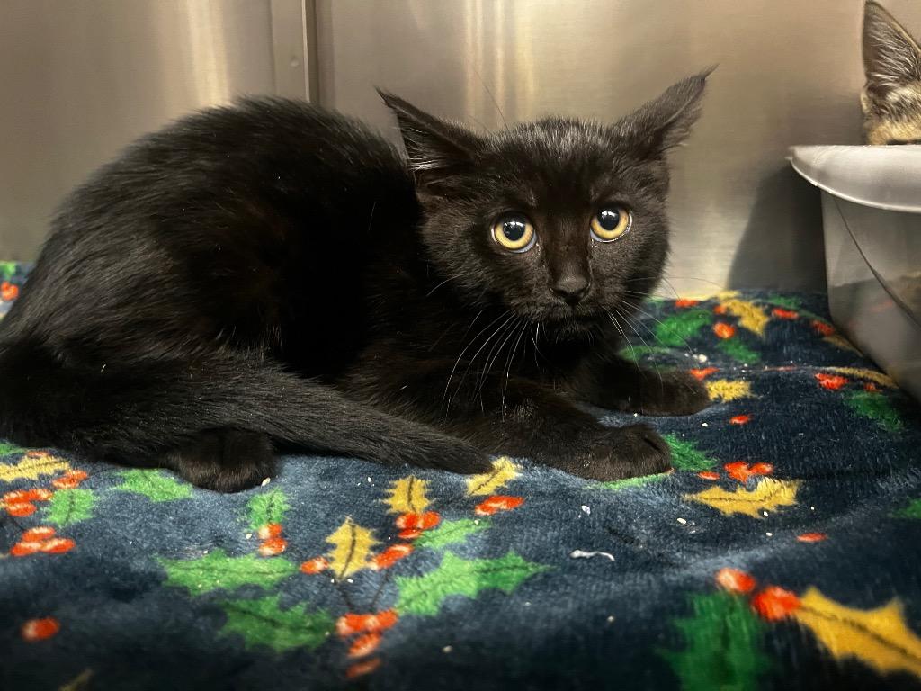 Ouija, Adoptable, Kitten Female Domestic Short Hair.