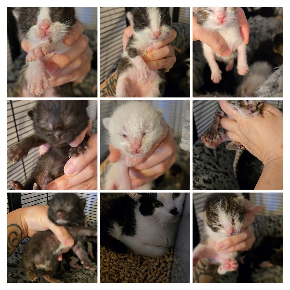 tshirt, Adoptable, Kitten Male Domestic Short Hair.