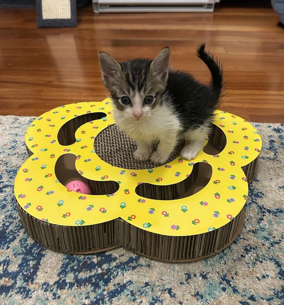 Enlarge tshirt, a Adoptable mixed breed in Pacifica, CA image 2/6