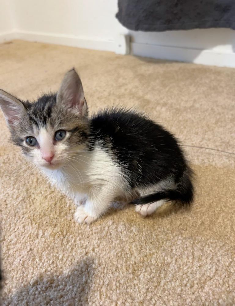 Enlarge tshirt, a Adoptable mixed breed in Pacifica, CA image 3/6