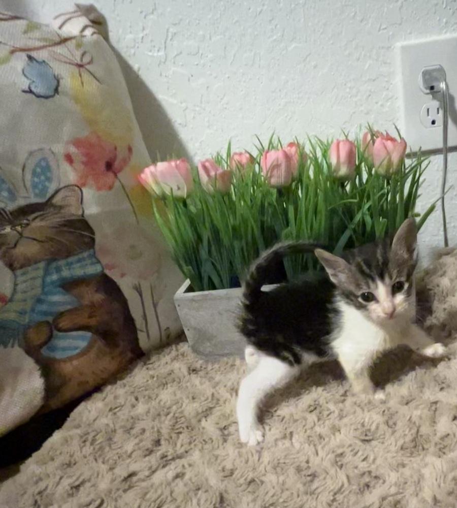 tshirt, a Adoptable mixed breed in Pacifica, CA image 2/3