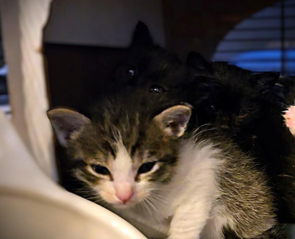 tshirt, a Adoptable mixed breed in Pacifica, CA image 3/3