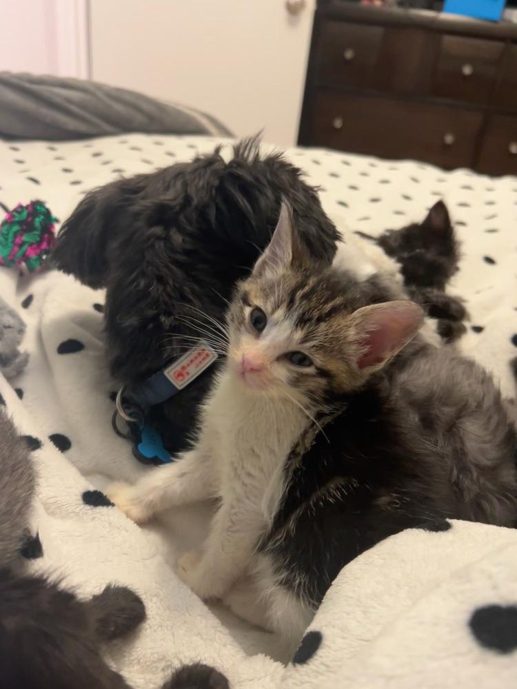 Enlarge tshirt, a Adoptable mixed breed in Pacifica, CA image 6/6