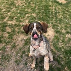 Enlarge Olga, a Adoptable Hound in Harrisonburg, VA image 2/6
