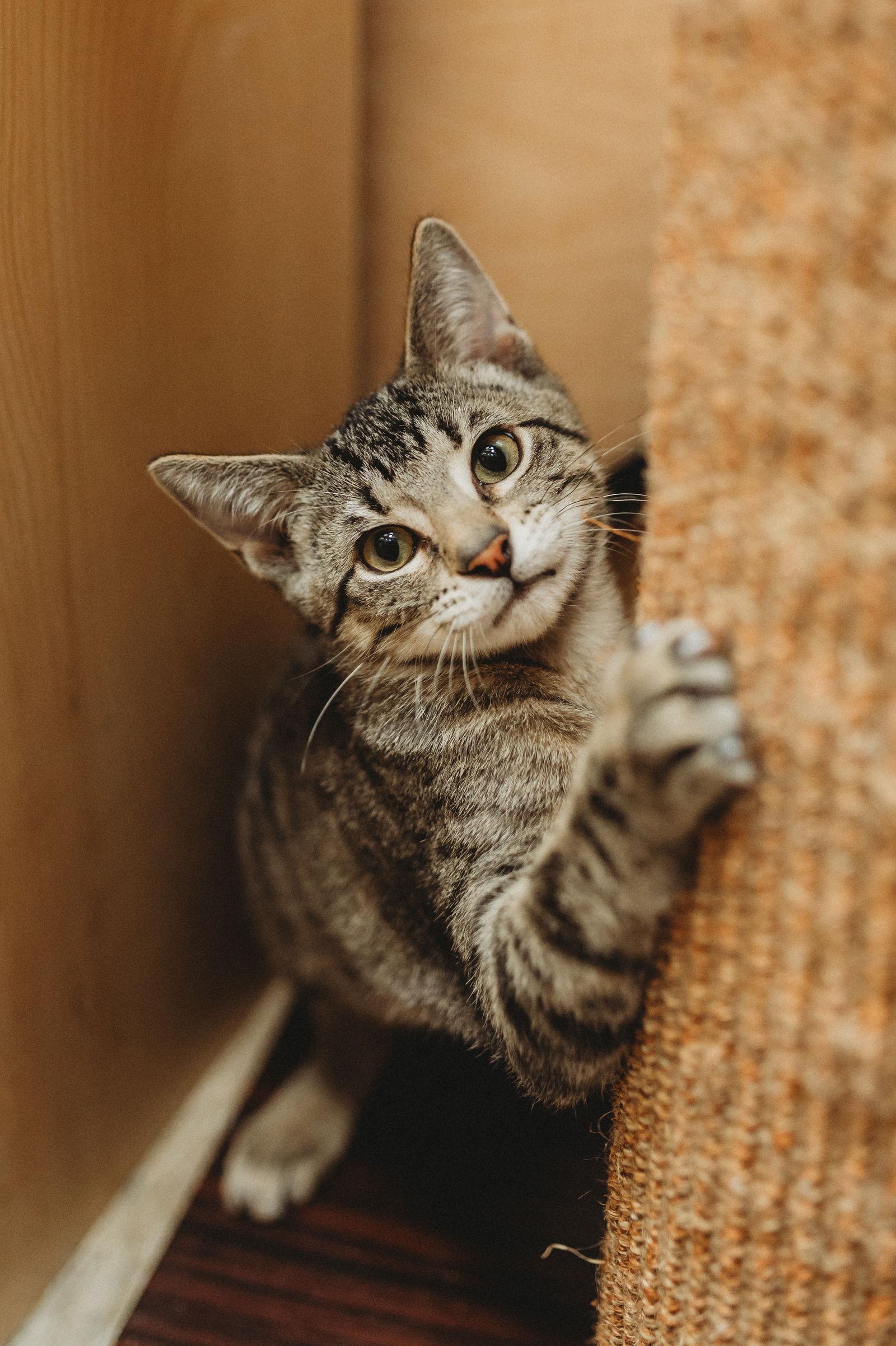 Dasher, Adoptable, Young Male Domestic Short Hair & Tabby.