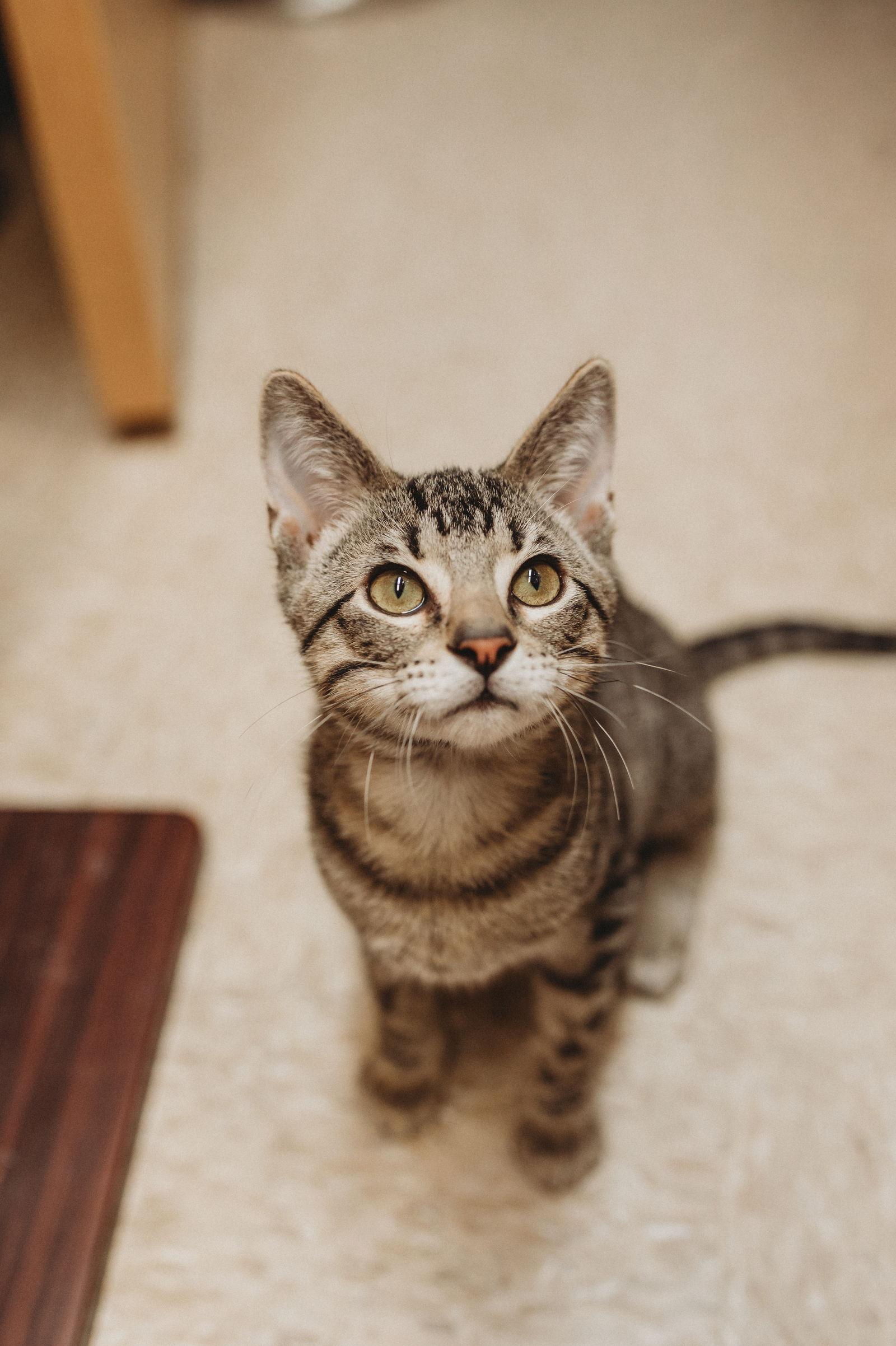 Dasher, a Adoptable mixed breed in McKinney, TX image 2/2