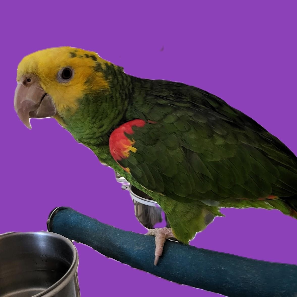 Fletcher, Adoptable, Senior Male Amazon.