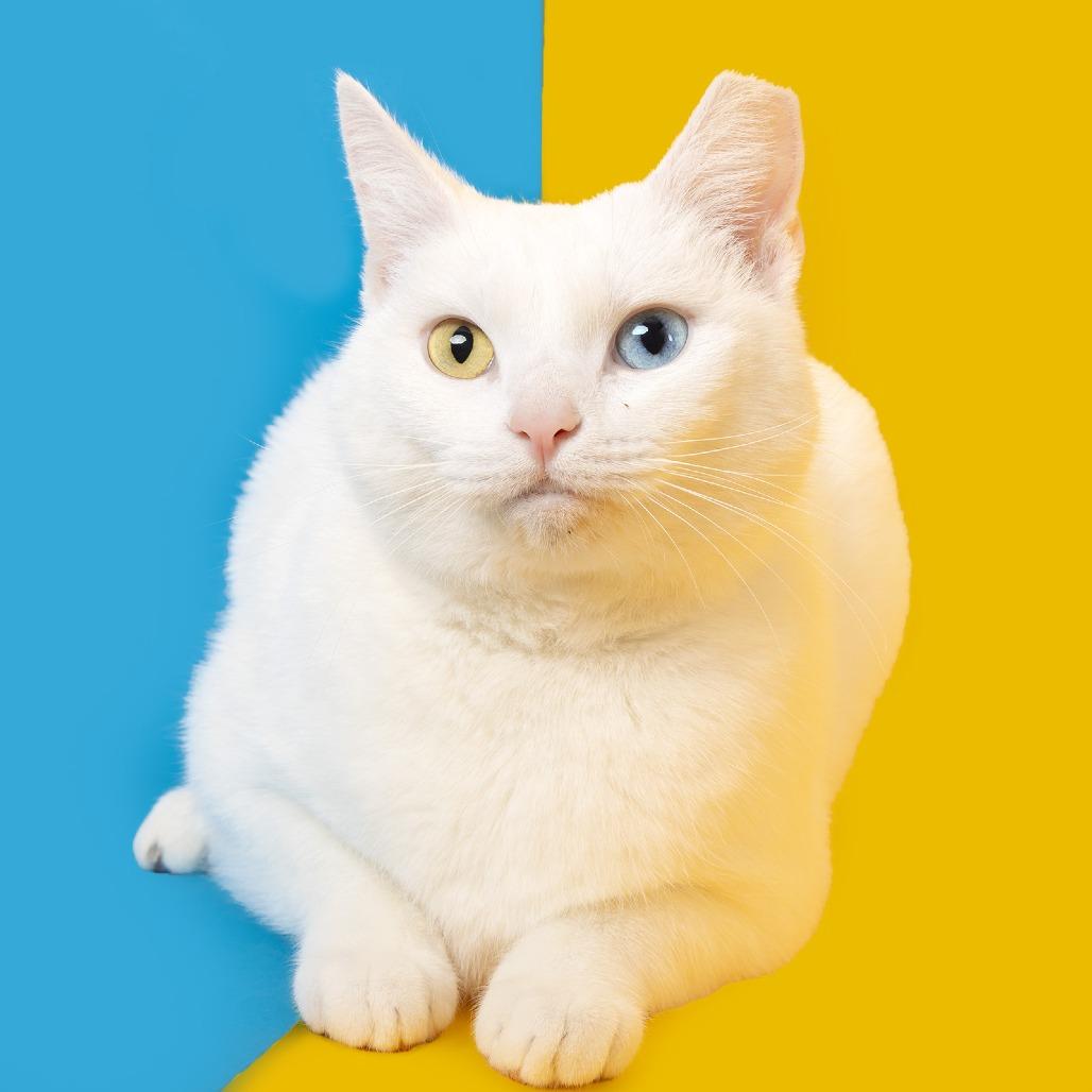 Enlarge Rimessa, a Adoptable Domestic Short Hair in Franklin, TN image 1/1