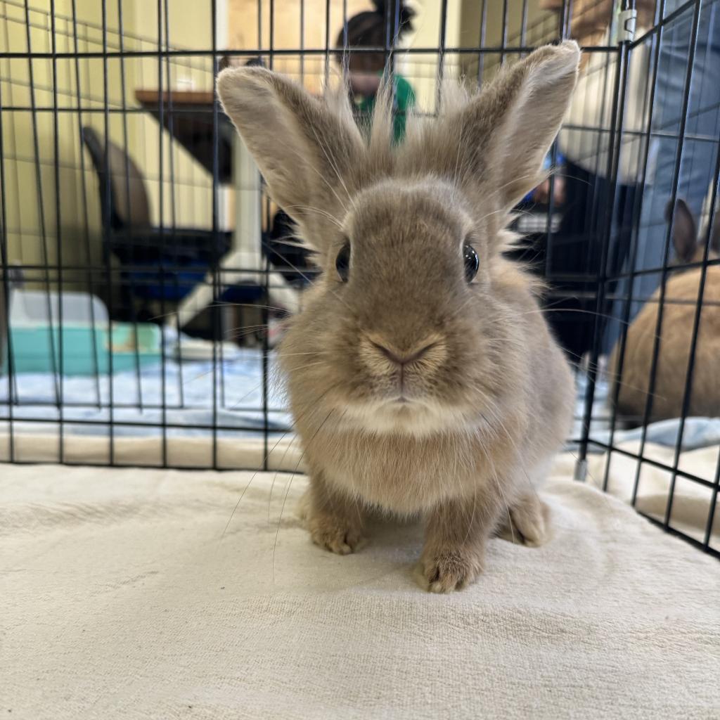 Canela, Adoptable, Adult Female Lionhead.