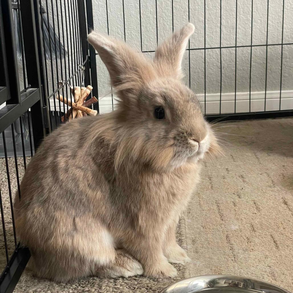 Canela, Adoptable, Adult Female Lionhead.