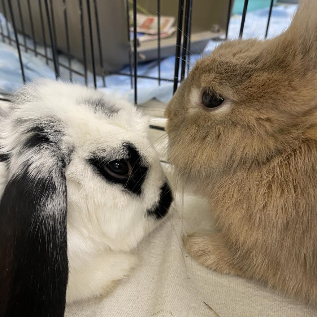 Canela, a Adoptable Lionhead in The Woodlands, TX image 2/6