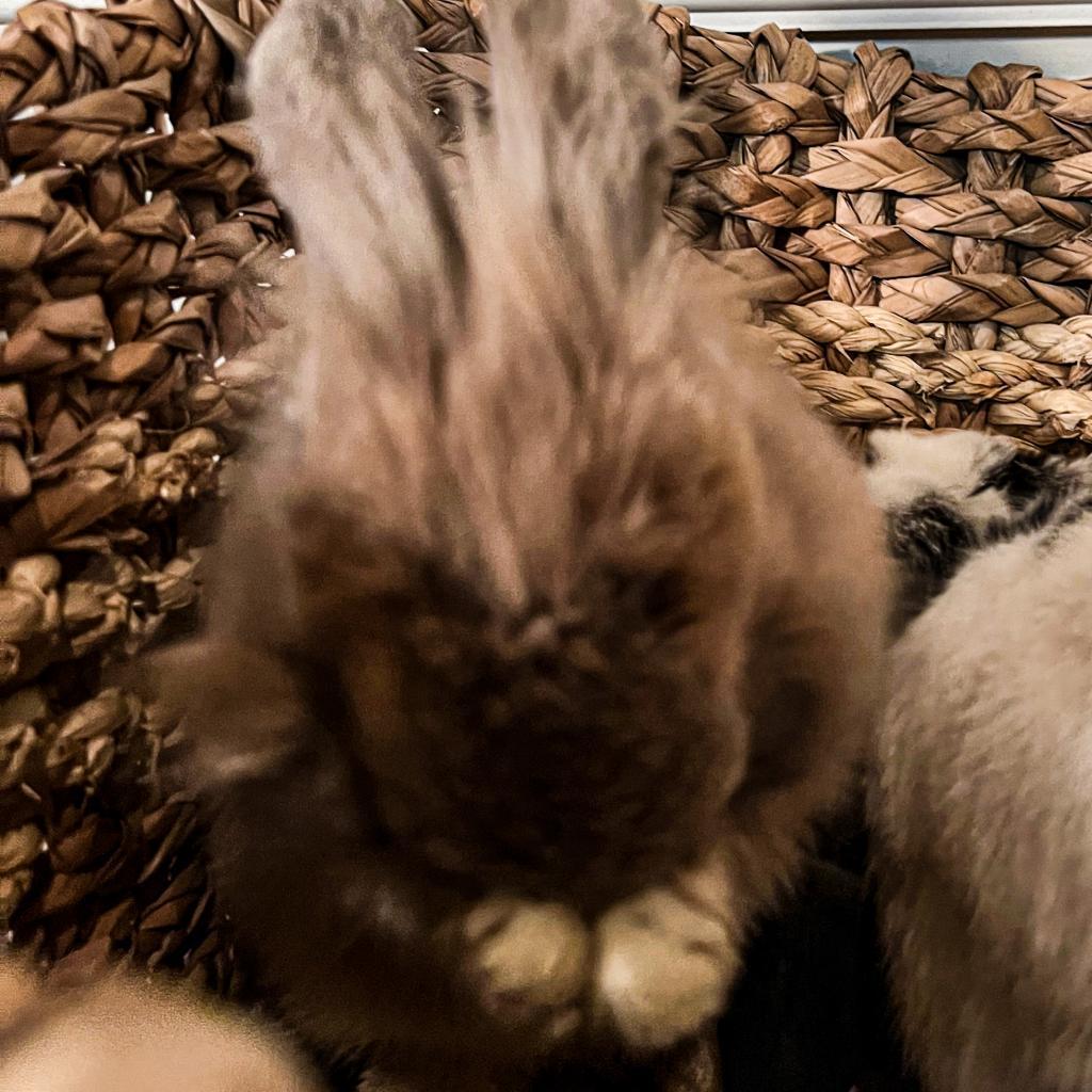 Canela, a Adoptable Lionhead in The Woodlands, TX image 3/6