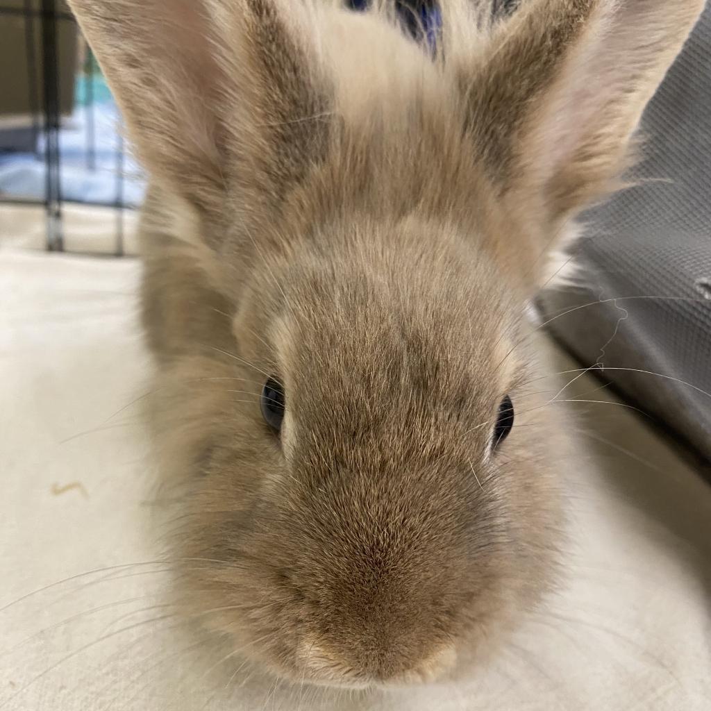 Canela, a Adoptable Lionhead in The Woodlands, TX image 4/6