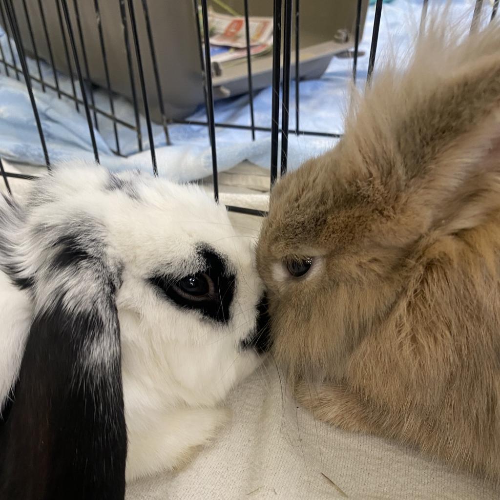 Canela, a Adoptable Lionhead in The Woodlands, TX image 6/6