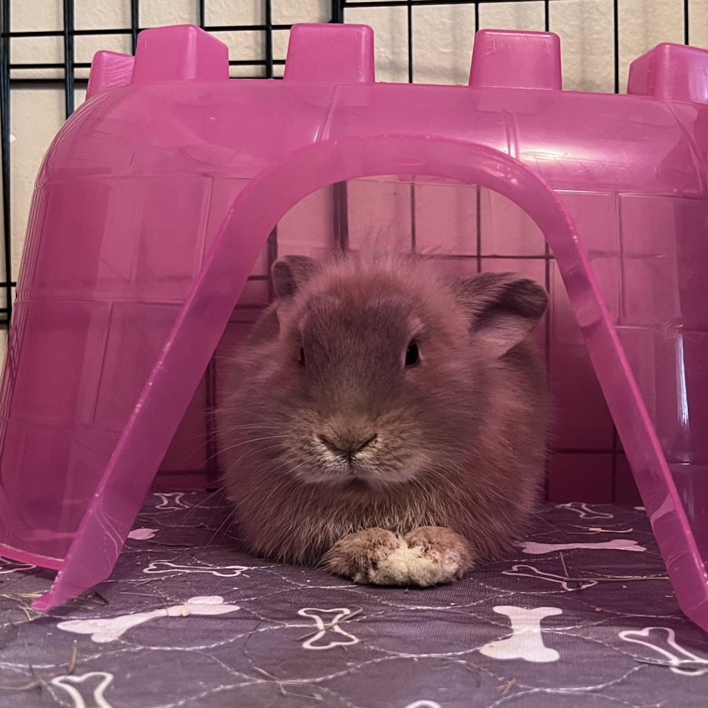 Enlarge Canela, a Adoptable Lionhead in The Woodlands, TX image 6/6