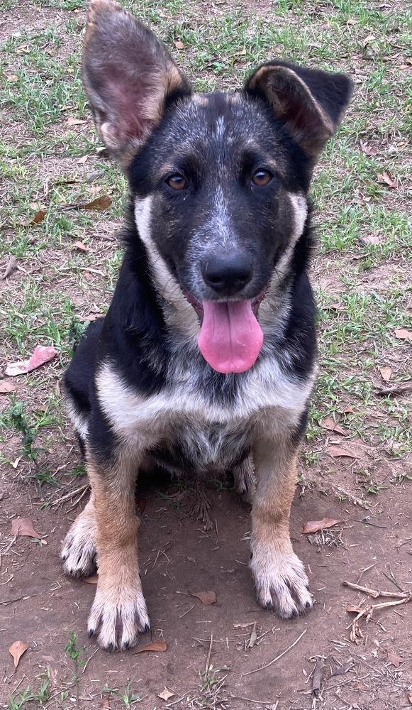 Case, Adopted, Puppy Female German Shepherd Dog & Shepherd.