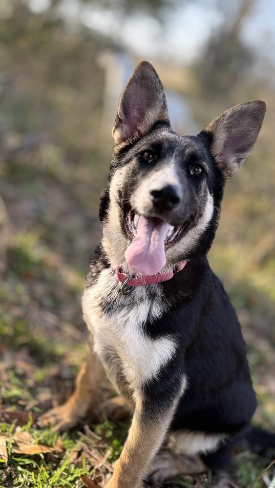 Enlarge Case, a Adopted mixed breed in Brookshire, TX image 2/6