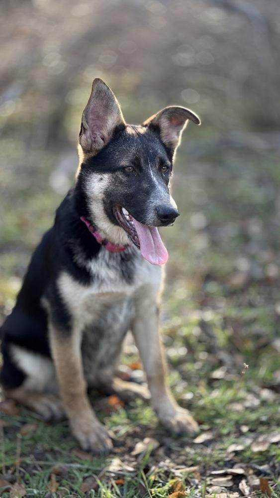 Enlarge Case, a Adopted mixed breed in Brookshire, TX image 3/6