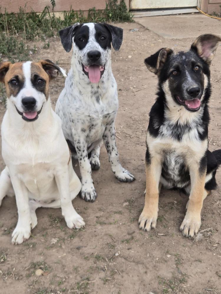 Enlarge Case, a Adopted mixed breed in Brookshire, TX image 4/6