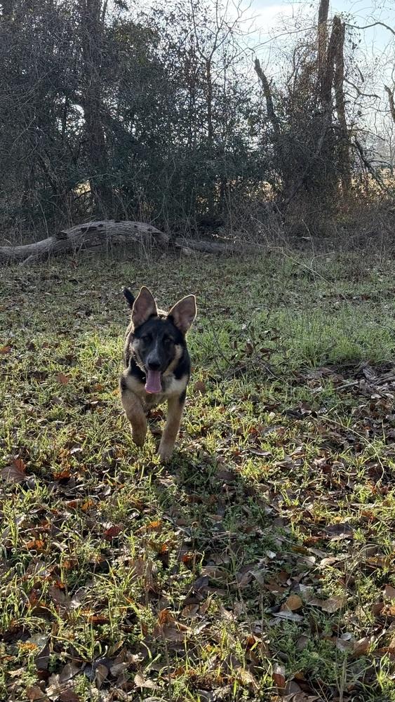 Enlarge Case, a Adopted mixed breed in Brookshire, TX image 5/6