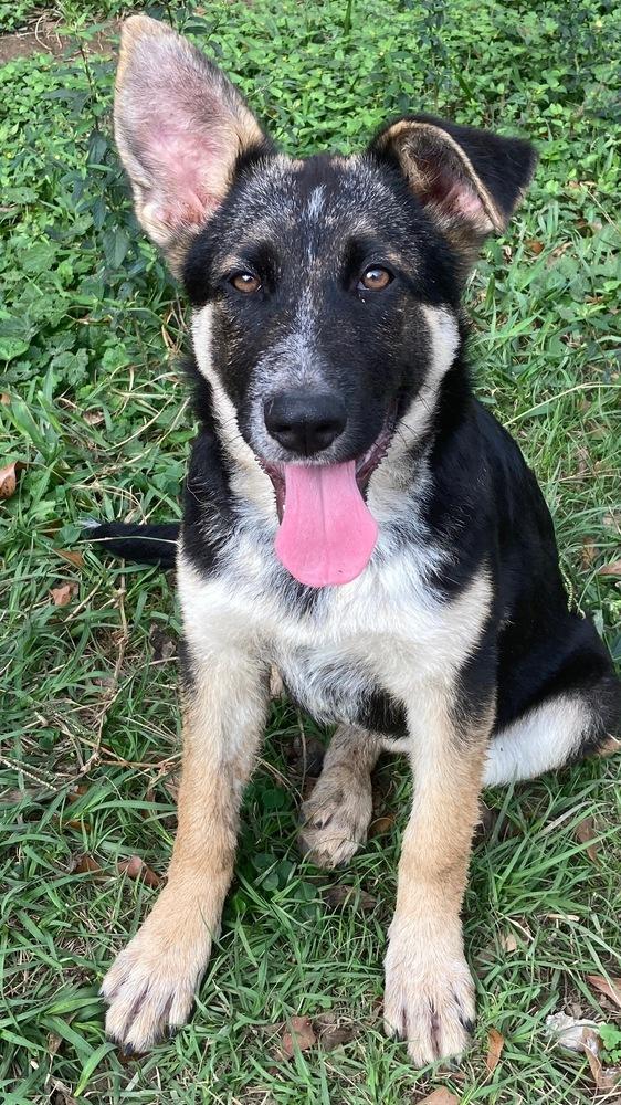 Enlarge Case, a Adopted mixed breed in Brookshire, TX image 6/6