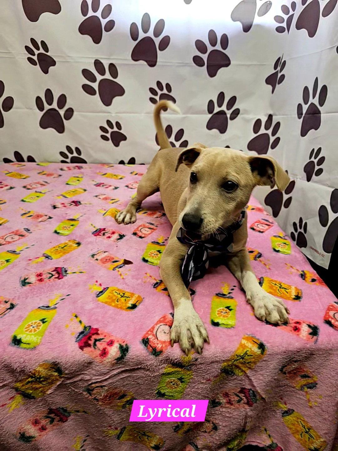 Lyrical, Adoptable, Young Female Rat Terrier.