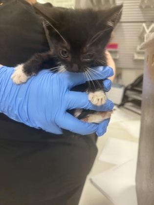 Dulcie, Adoptable, Adult Female Domestic Short Hair & Domestic Short Hair.