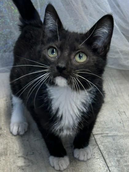 Enlarge Dulcie, a Adoptable mixed breed in Shreveport, LA image 2/2