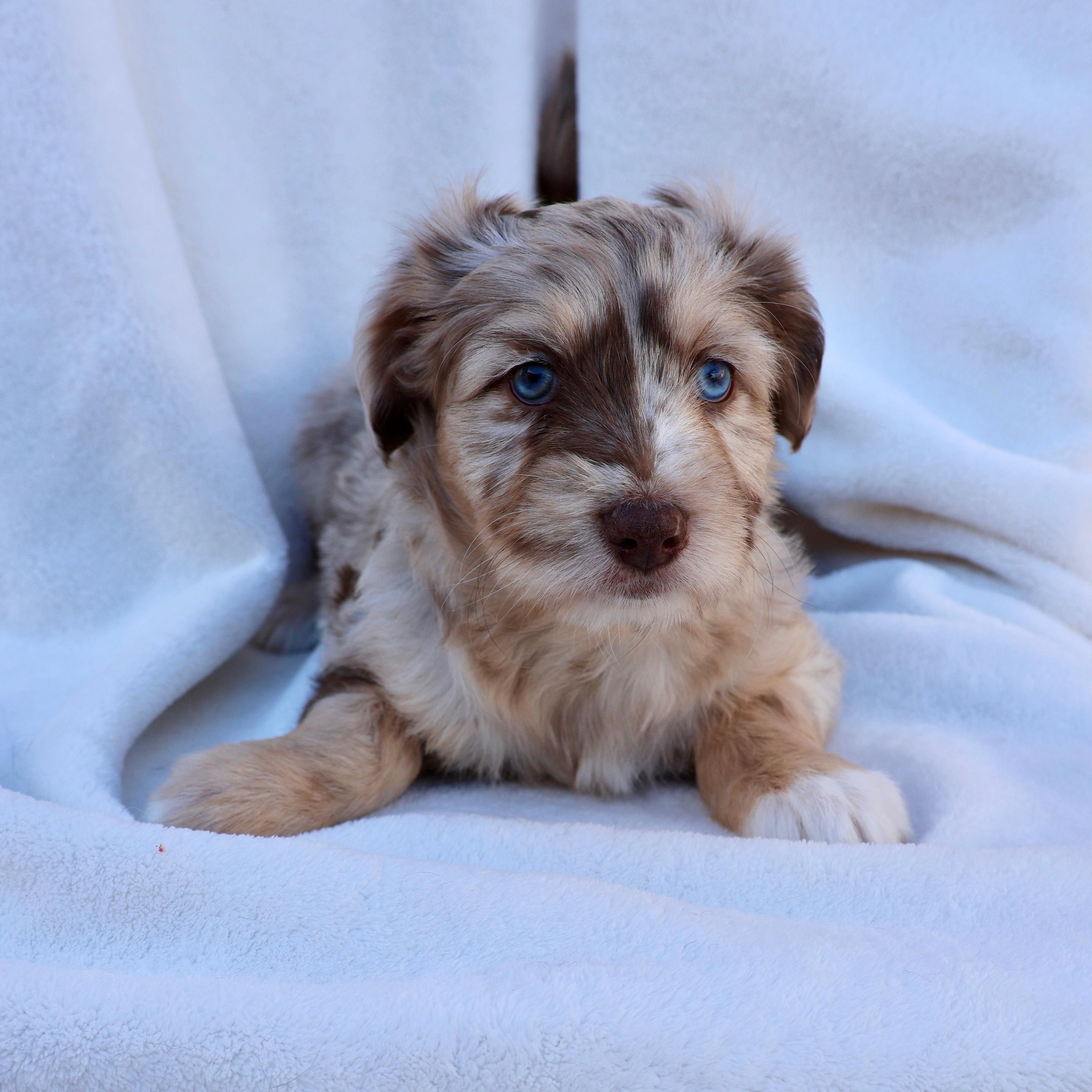 Enlarge Lucy, a ADOPTABLE mixed breed in Fort Collins, CO image 4/5