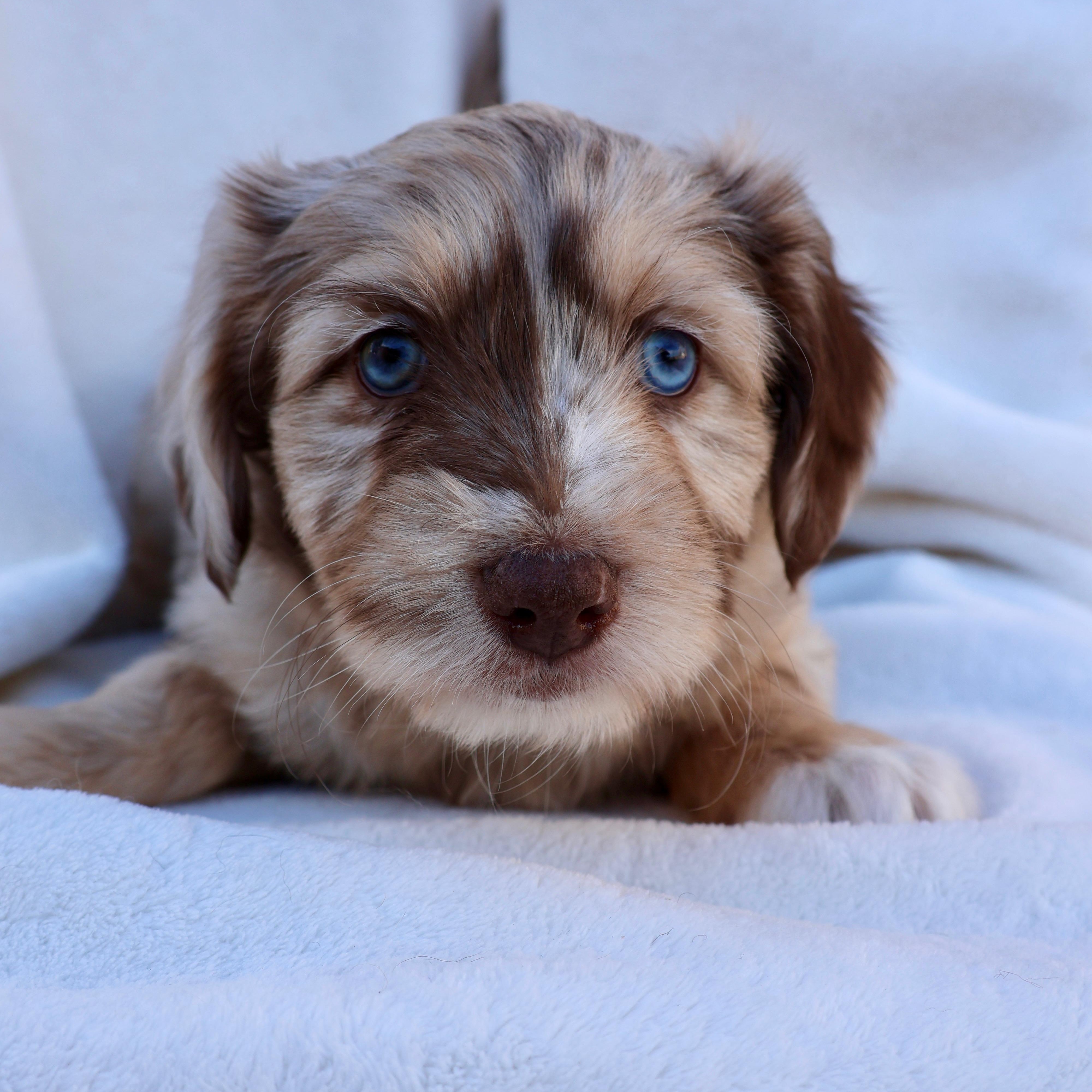Enlarge Lucy, a ADOPTABLE mixed breed in Fort Collins, CO image 3/5