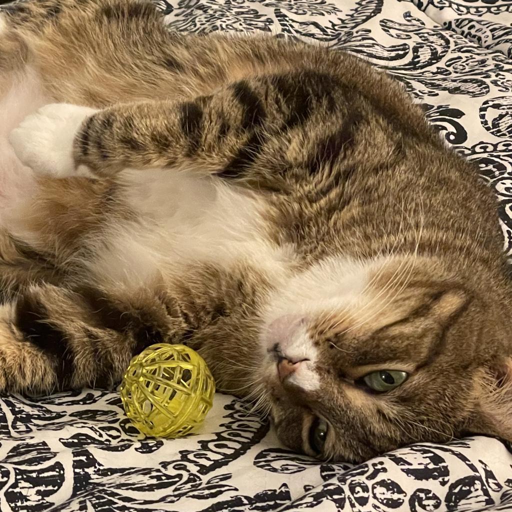 Mango III, Adoptable, Senior Female Domestic Short Hair.