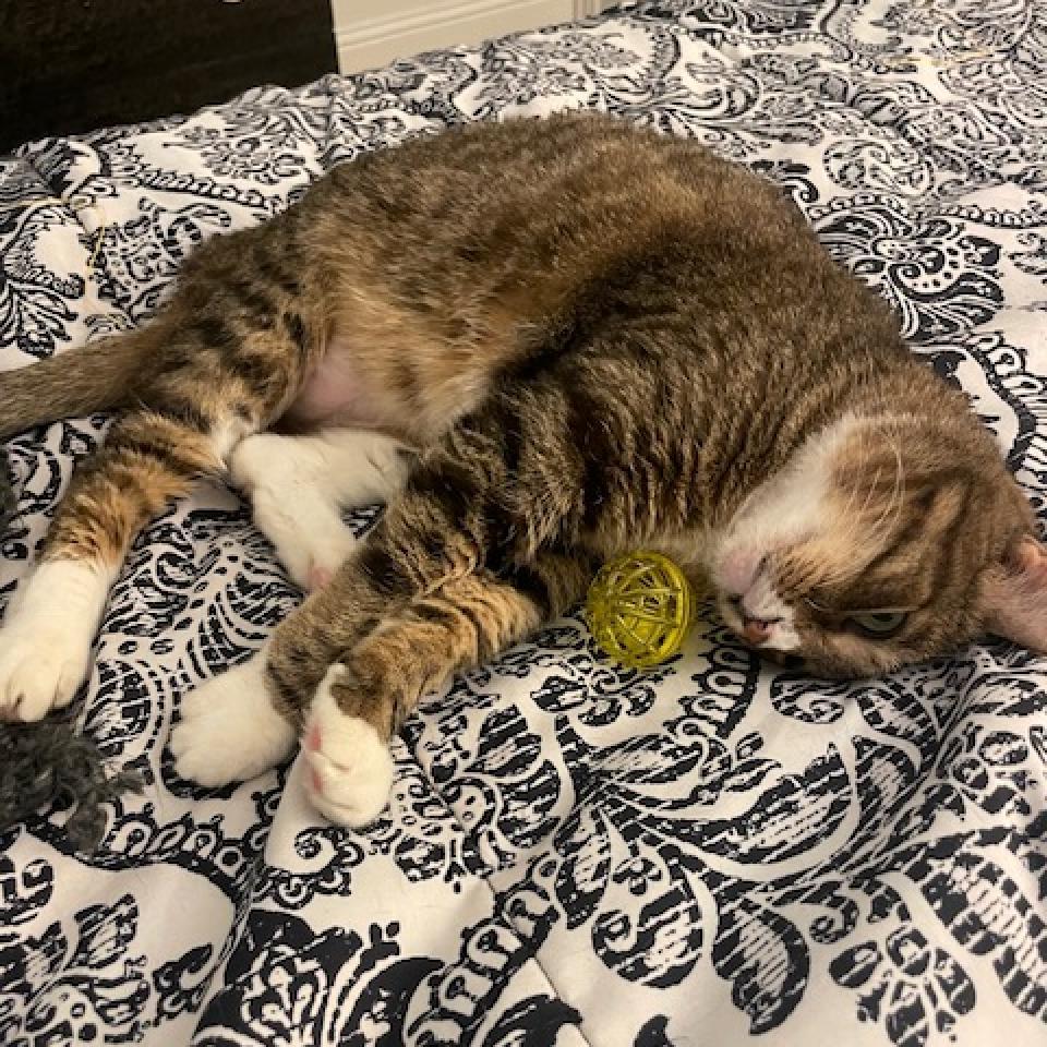 Enlarge Mango III, a Adoptable Domestic Short Hair in Dallas, TX image 2/3