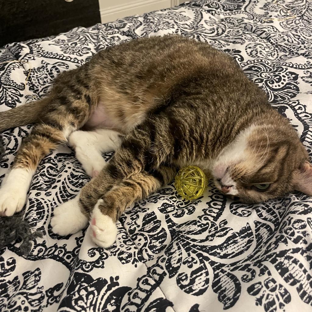 Enlarge Mango III, a Adoptable Domestic Short Hair in Dallas, TX image 3/3