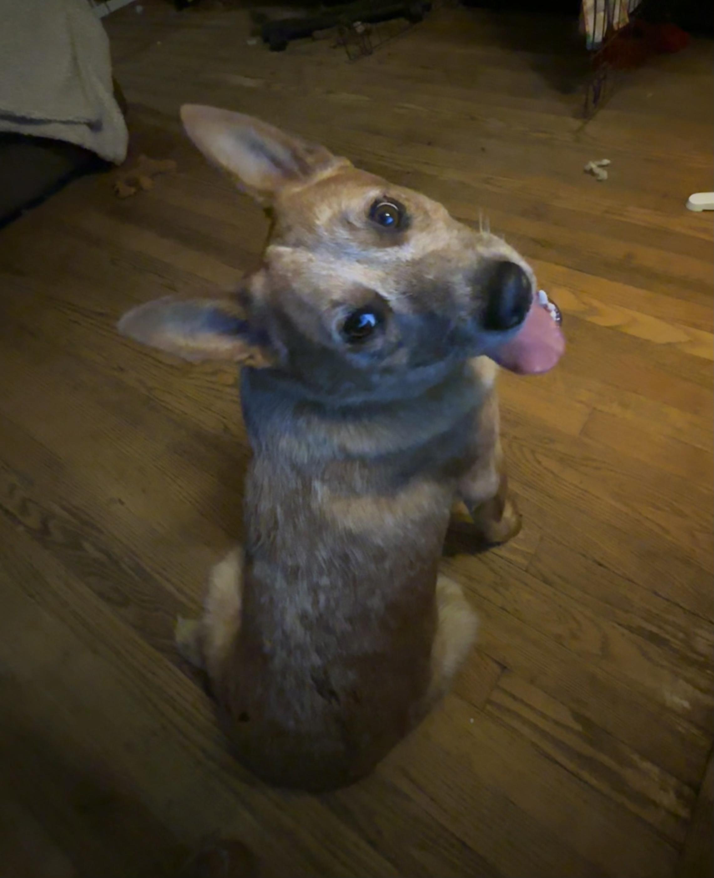 Asher, Adoptable, Young Male Australian Cattle Dog / Blue Heeler.