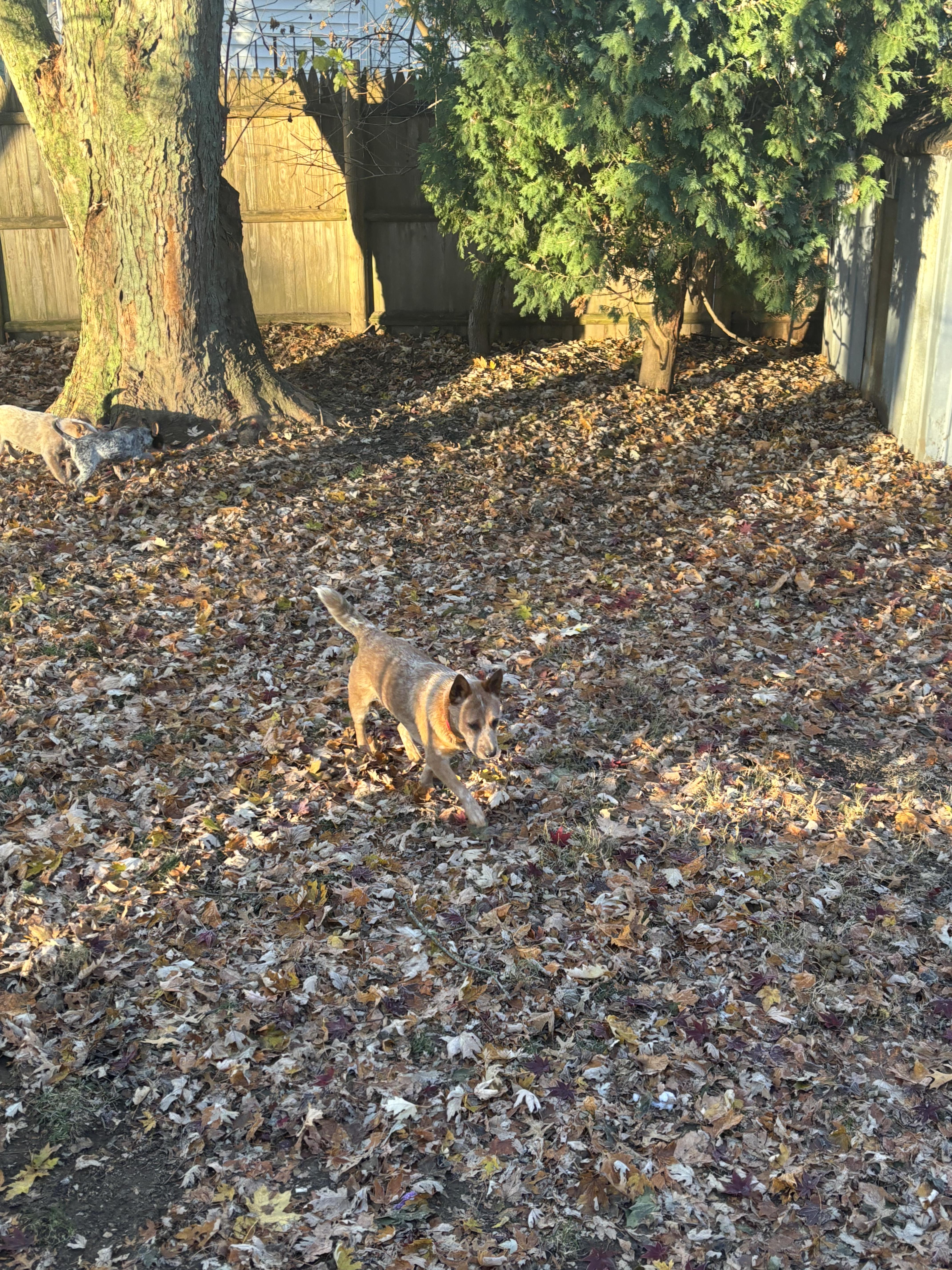 Asher, a Adoptable Australian Cattle Dog / Blue Heeler in Riverside, RI image 2/4