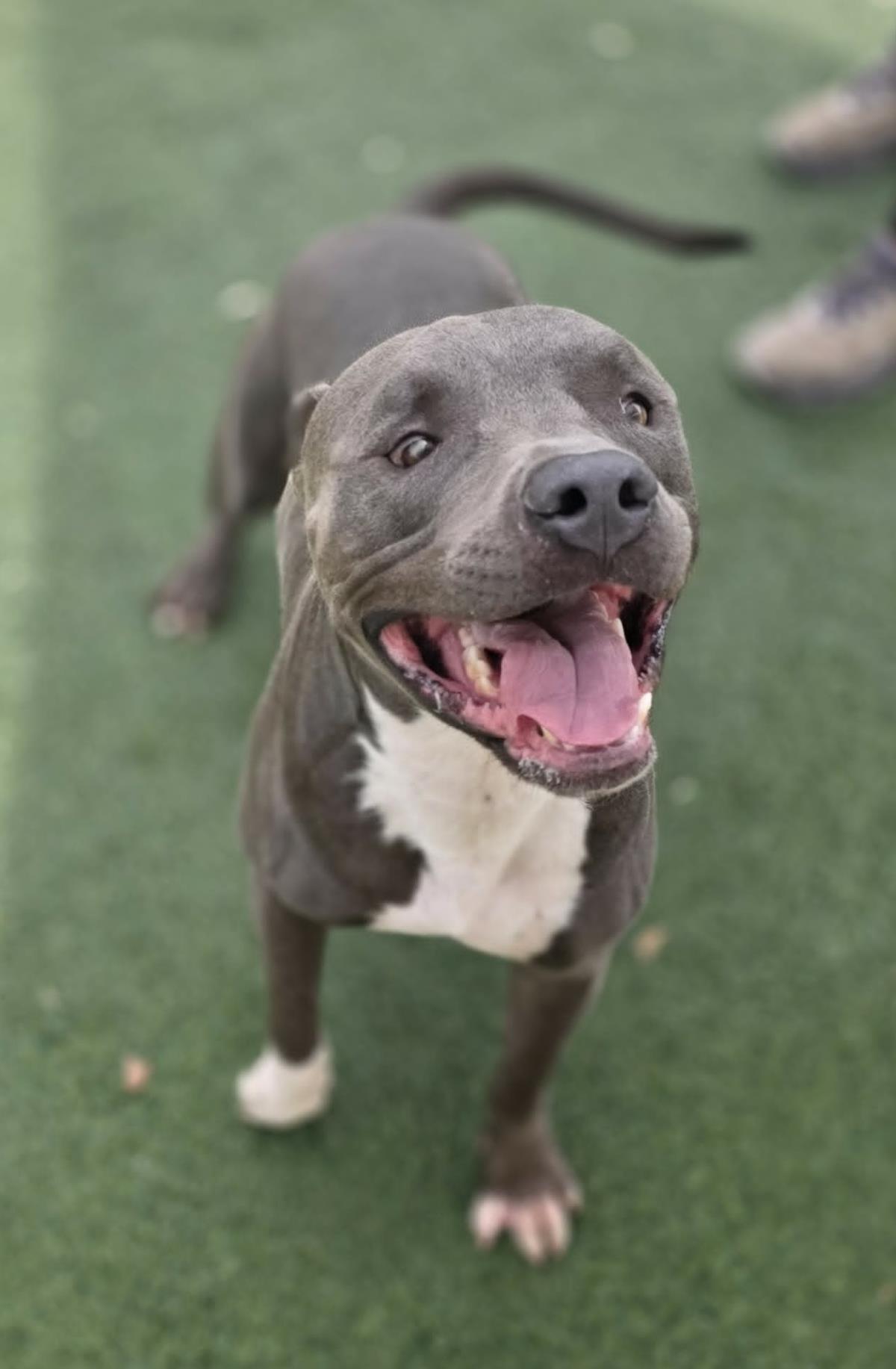 Blue, Adoptable, Adult Male American Staffordshire Terrier & American Bulldog.