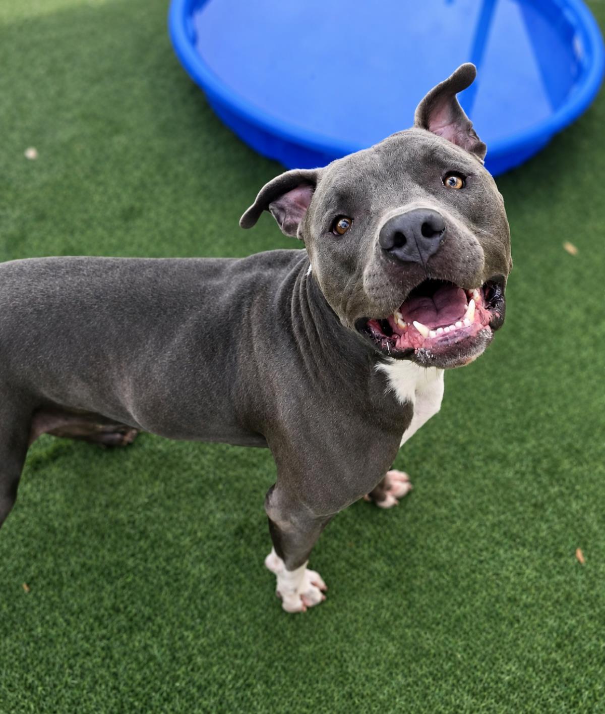 Blue, a Adoptable mixed breed in Rockwall, TX image 3/3
