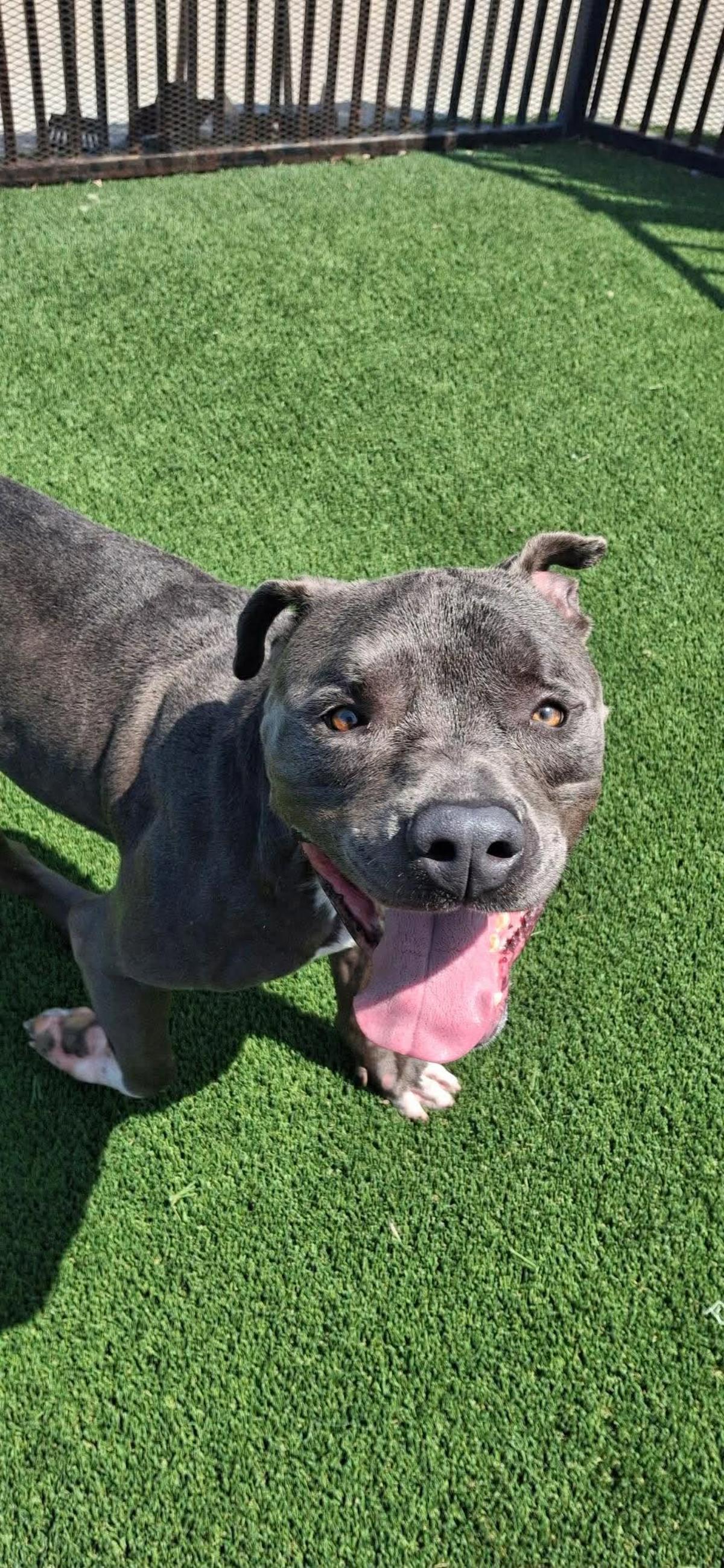 Enlarge Blue $75 Adoption Fee! Diamond Dog!, a Adoptable mixed breed in Rockwall, TX image 2/3