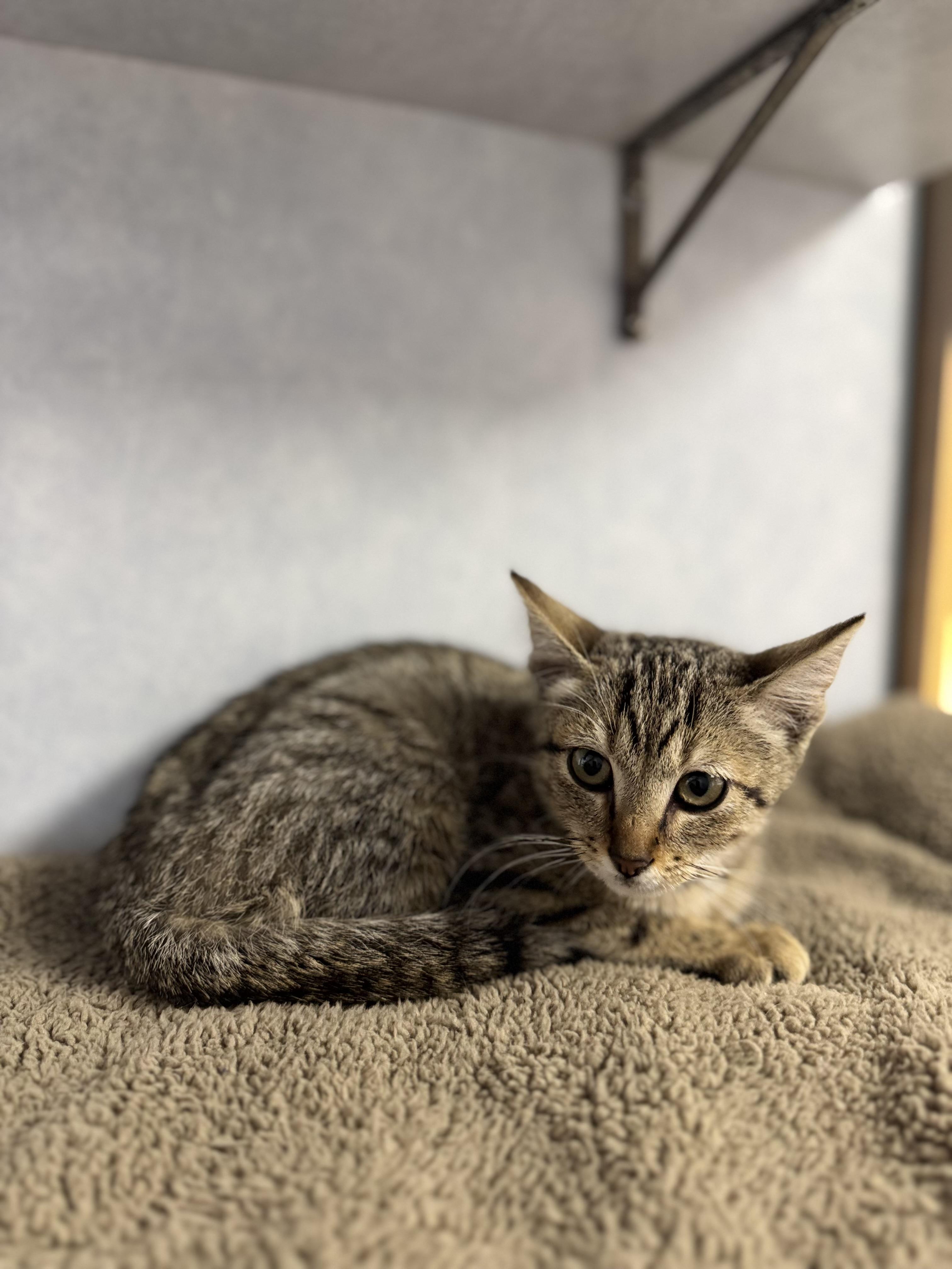 Thomas the Train, an adoptable Domestic Short Hair in Eagle, CO image 4/4